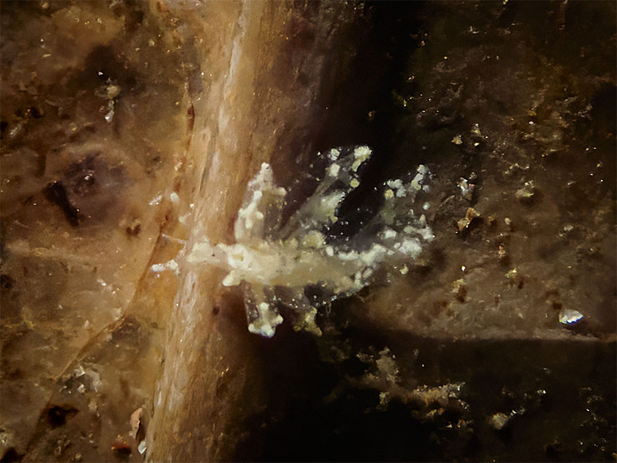 Eubranchus sp. AC